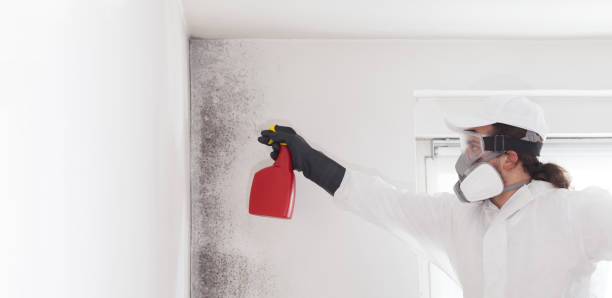 Crawl Space Mold Removal in Sheboygan, WI