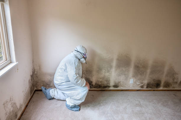 Best Mold Damage Repair  in Sheboygan, WI