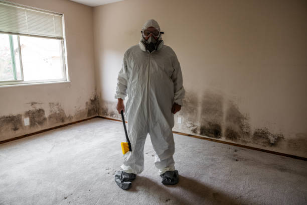 Best Mold Damage Repair  in Sheboygan, WI