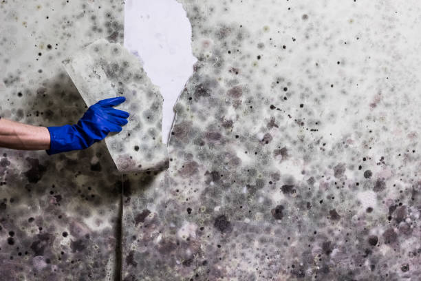 Best Certified Mold Removal  in Sheboygan, WI